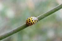 Psyllobora vigintiduopunctata