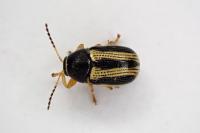 Cryptocephalus bilineatus