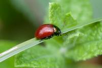 Chrysolina polita