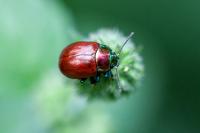 Chrysolina polita