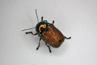 Cryptocephalus