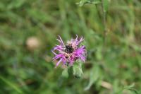 Oxythyrea funesta