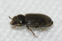 Heterocerus
