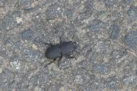Dorcus parallelipipedus