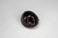 Chilocorus bipustulatus