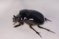 Copris lunaris
