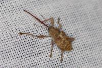 Curculio elephas