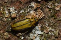 Xanthogaleruca luteola