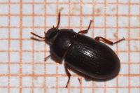 Alphitobius diaperinus