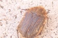 Tropinota hirta