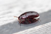 Alphitobius diaperinus