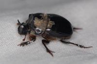 Copris lunaris