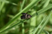Agrypnus murinus