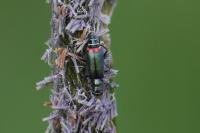 Malachius bipustulatus
