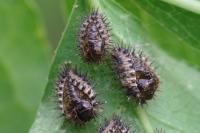 Chilocorus renipustulatus