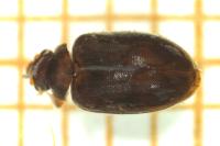Contacyphon coarctatus