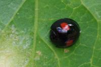 Chilocorus renipustulatus