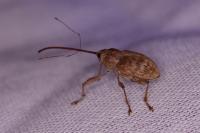 Curculio elephas