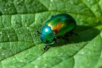 Chrysolina fastuosa