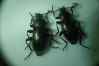 Stenomax aeneus