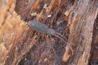 Uleiota planatus