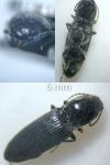 Cardiophorus vestigialis
