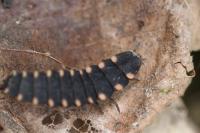 Lampyris noctiluca