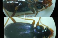 Leistus spinibarbis