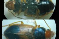Diachromus germanus