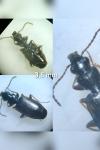 Syntomus obscuroguttatus