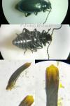 Altica lythri