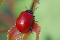 Chrysomela populi