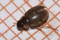 Laccobius femoralis mulsanti