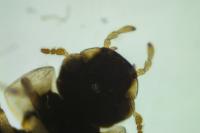 Laccobius femoralis mulsanti