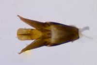 Laccobius femoralis mulsanti