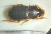 Harpalus subcylindricus