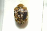 Anthrenus verbasci