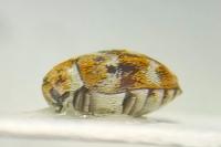Anthrenus verbasci
