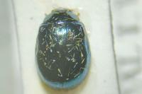 Plagiodera versicolora