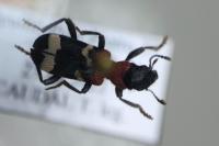 Thanasimus formicarius
