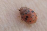 Subcoccinella vigintiquatuorpunctata
