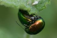 Chrysolina herbacea