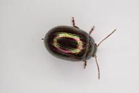 Chrysolina americana