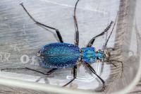 Carabus intricatus
