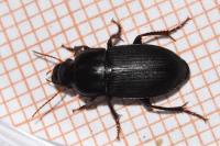 Harpalus tardus