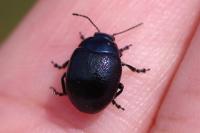 Chrysolina haemoptera