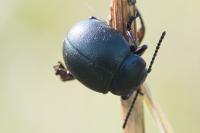 Timarcha goettingensis