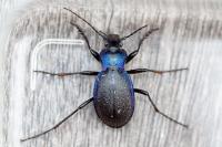 Carabus problematicus