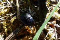Chrysolina haemoptera