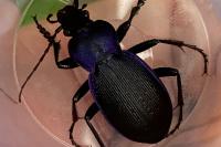 Carabus problematicus